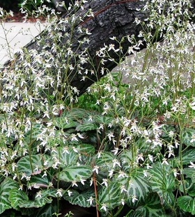 精选花园植物预订 阴生地被植物 锦叶虎耳草七变化 锦斑会变化