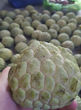 鸡蛋果 越南鸡蛋果 狮头果蛋黄果 香粉糯 5斤装 全国多省份 包邮