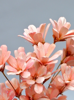 日本大地小蜡菊永生花 小雏菊干花diy配材淘宝拍照道具摆件 饰品