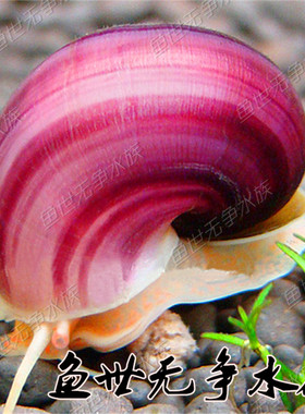 神秘螺 紫衣螺 紫纹螺活体 清洁螺 观赏螺 除藻螺 批发(缺货)