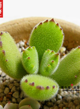 爱逛街为您找到多肉植物小熊掌相关的宝贝,您可以在下面的板块中挑选