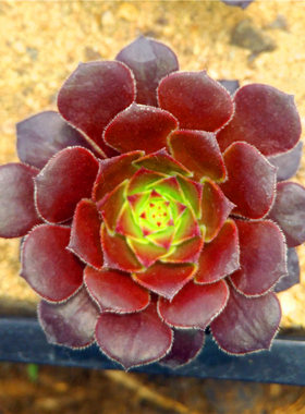 圆叶法师 多肉植物 莲花掌属 法师大全 园艺花卉 多肉植物体验馆