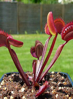 食虫植物-美人齿捕蝇草(食人花 捕虫草 特价出售!