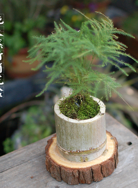 竹子花盆环保装饰 创意园艺手工楠竹多肉田园盆栽 桌面迷你竹筒