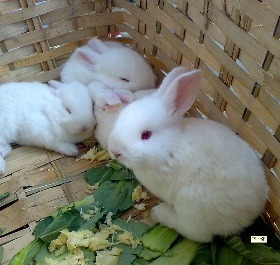 最后3天特价 活体小白兔宝宝/宠物兔/垂耳兔/荷兰兔/家兔公主兔