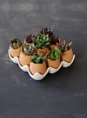 26.00       lu***07   发布了  花盆非常的有创意的一款,多肉花盆哦!