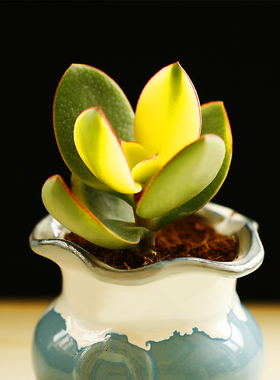 迷你多肉植物 黄金花月锦 美观套餐组合盆栽办公室桌面新品包邮