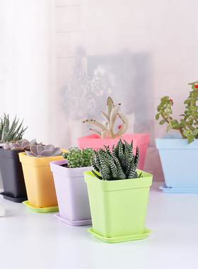 60       小猫喵   发布了  菜多美 多肉植物花盆塑料 摔不坏迷你盆栽