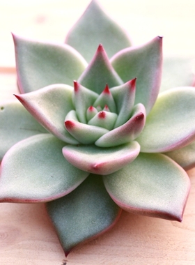 进口多肉植物天狼星朱丽叶多肉思锐一物一拍包邮
