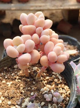 【妮勒玫瑰/尼罗河玫瑰】精品韩国进口多肉植物绿植盆栽花多肉肉