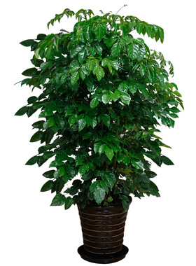 爱逛街为您找到盆栽大型绿植相关的宝贝,您可以在下面的板块中挑选