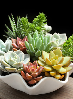 生日礼物 生日礼物 送女友包邮多肉植物组合盆栽似水年华