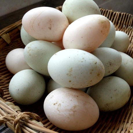 新鲜鸭蛋