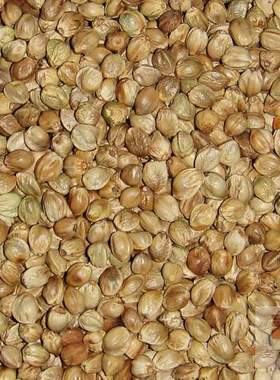 甘肃特产天水麻子500克火麻仁特大麻子生熟麻子戒烟休闲零食新货