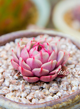 roye韩国进口多肉植物 pink 红粉佳人群生老桩