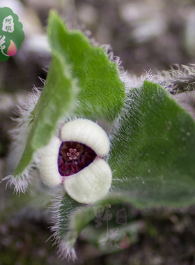 宁发欧月:蓝色梦想 丰花月季小苗光杆 中苗带花