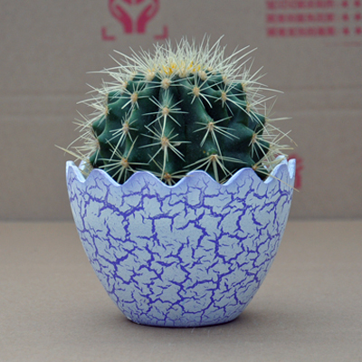 办公室内桌面绿植盆栽仙人掌 多肉植物 仙人球 含陶瓷花盆