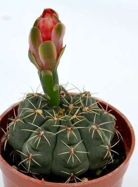 茜牡丹 精品多肉 7厘米 盆栽