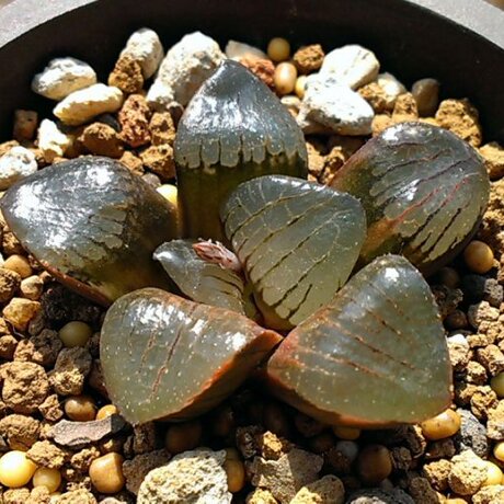 日月潭寿 多肉茗品 十二卷 组培苗硬化半年,特大4厘米