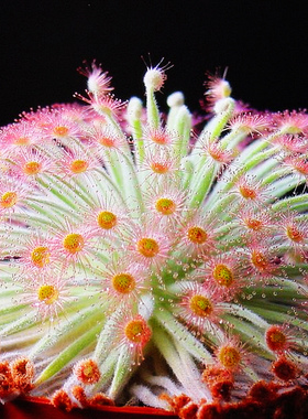 食虫植物—鹦鹉瓶子草
