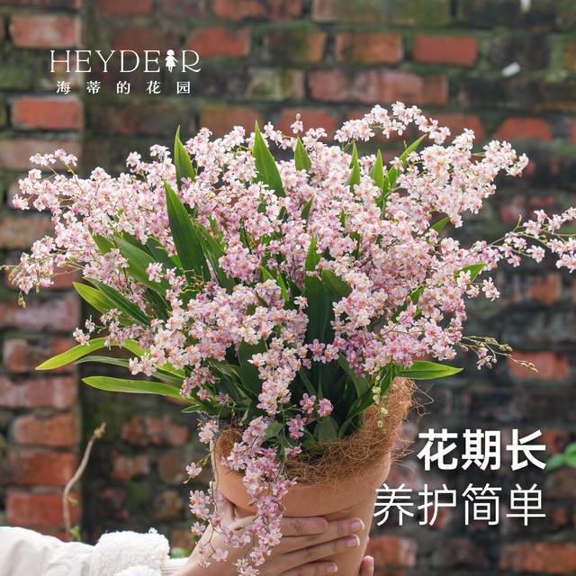 Heidi's Garden Wenxin Orchid Pot Plant Indoor Orchid Plant Office Desktop Green Plant Haima Home Chengdu Main Store