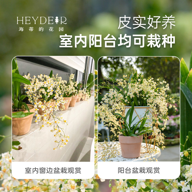 Heidi's Garden Wenxin Orchid Pot Plant Indoor Orchid Plant Office Desktop Green Plant Haima Home Chengdu Main Store