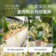 Heidi's Garden Wenxin Orchid Pot Plant Indoor Orchid Plant Office Desktop Green Plant Haima Home Chengdu Main Store