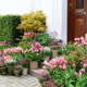 Heidi's garden tulip bulb 5-degree ball flame flag balcony potted courtyard can be planted with bulbs and sea mother