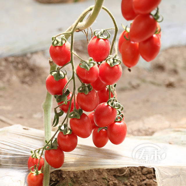 Four Seasons Small Tomato Seeds Millennium Cherry Tomato Dwarf Tomato Seedlings Potted Vegetable Seedlings and Fruit Seedlings
