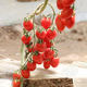 Four Seasons Small Tomato Seeds Millennium Cherry Tomato Dwarf Tomato Seedlings Potted Vegetable Seedlings and Fruit Seedlings