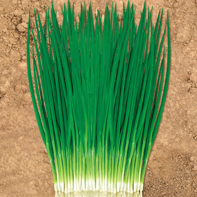 
Four seasons green onion seeds seedlings chive seeds green onion potted green onion seeds vegetable seedlings divided into green onion dried shallots