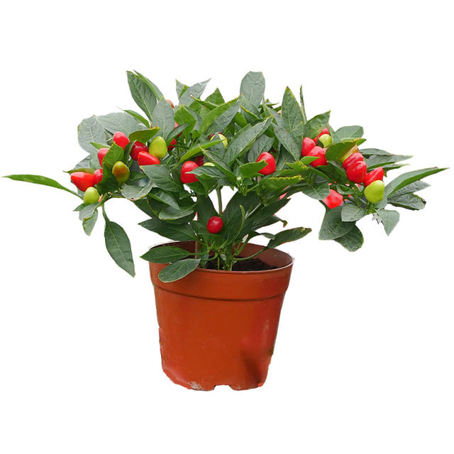 A complete collection of pepper seed seedlings, various upward pepper seedlings, millet pepper, millet, spicy four-season vegetable seeds and seedlings