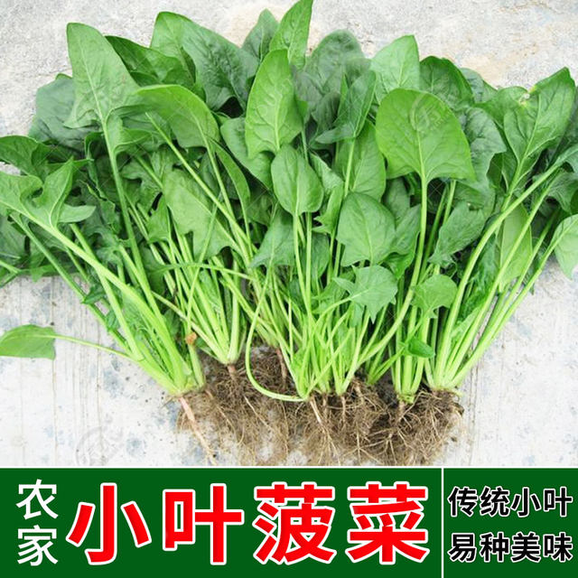 Small leaf spinach planting small greens spinach autumn and winter cold-resistant vegetable seeds solitary rapeseed autumn and winter seeds