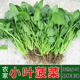 Small leaf spinach planting small greens spinach autumn and winter cold-resistant vegetable seeds solitary rapeseed autumn and winter seeds