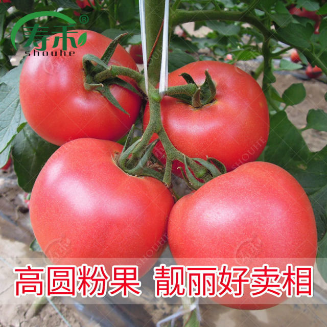 Tomato seed seedlings, large tomato seeds, vegetable seedlings, vegetable seedlings, small dwarf black rice seedlings, complete vegetable varieties in summer