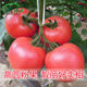 Tomato seed seedlings, large tomato seeds, vegetable seedlings, vegetable seedlings, small dwarf black rice seedlings, complete vegetable varieties in summer