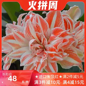 花球根 Top 0件花球根 22年12月更新 Taobao