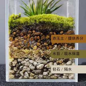 兰花种植水苔 新人首单立减十元 22年9月 淘宝海外