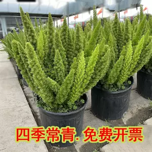狐尾植物 Top 0件狐尾植物 22年11月更新 Taobao