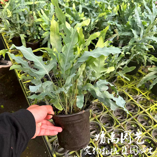 Cold-resistant and heat-resistant blue star fern net red green plant potted perennial shade-tolerant indoor home style plant Nordic style