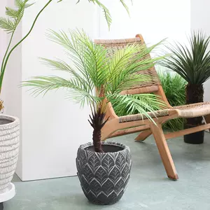 珍盆栽 新人首单立减十元 22年8月 淘宝海外