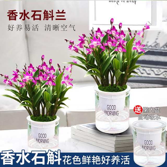 Colorful perfume Dendrobium orchid seedlings potted plants with flower buds for sale and hydroponic green plants for delivery. It is easy to cultivate indoor and outdoor