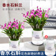 Colorful perfume Dendrobium orchid seedlings potted plants with flower buds for sale and hydroponic green plants for delivery. It is easy to cultivate indoor and outdoor