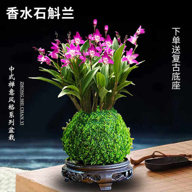 Colorful perfume Dendrobium orchid seedlings potted plants with flower buds for sale and hydroponic green plants for delivery. It is easy to cultivate indoor and outdoor