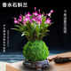Colorful perfume Dendrobium orchid seedlings potted plants with flower buds for sale and hydroponic green plants for delivery. It is easy to cultivate indoor and outdoor