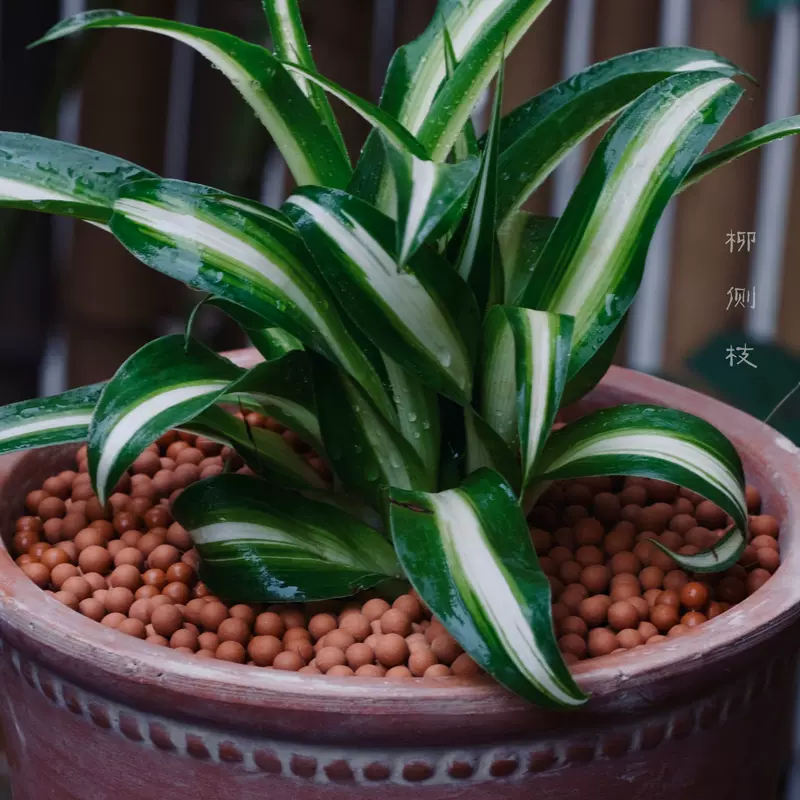 红陶粒花盆装饰铺面多肉植物土面覆盖物上面养花