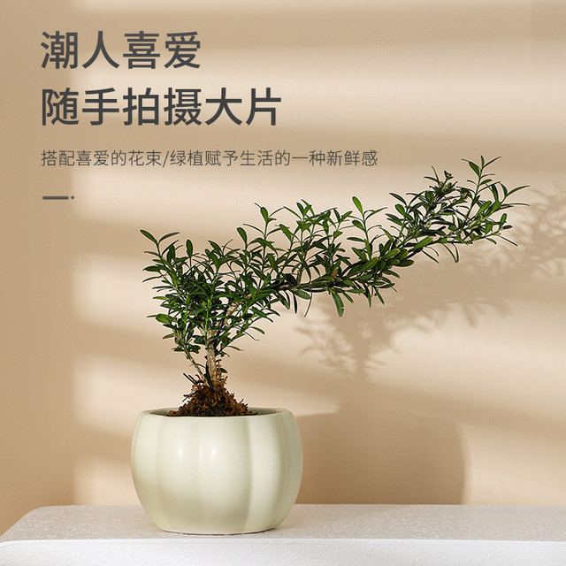 Nordic style creative colorful succulent pots ceramic pumpkin ins style flower pots home gardening green plants bedroom desktop