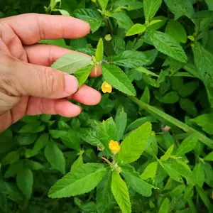 桃花母 新人首单立减十元 22年4月 淘宝海外 桃花母 新人首单立减十元 22年4月 淘宝海外