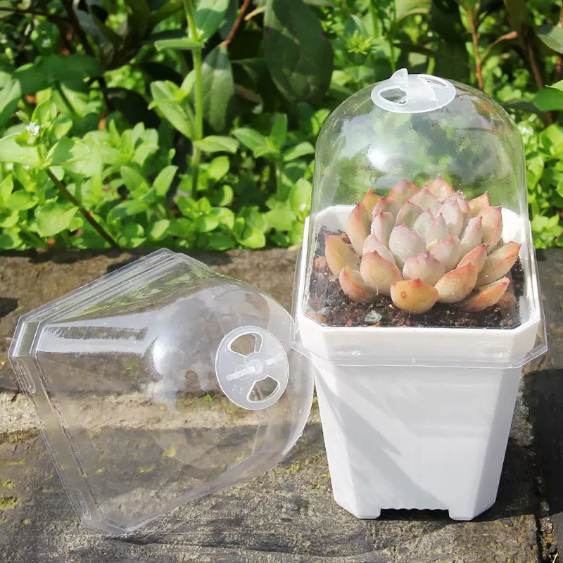 加厚小黑方彩方大方透明闷养盖多肉pp生石花