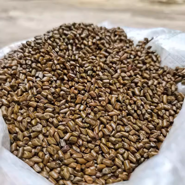 10Jin [Jin equals 0.5 kg]20Jin [Jin equals 0.5 kg] Raw Cassia seeds and mature Cassia seeds playing hourglass pillow core for adult students Pure Cassia seeds pillow core